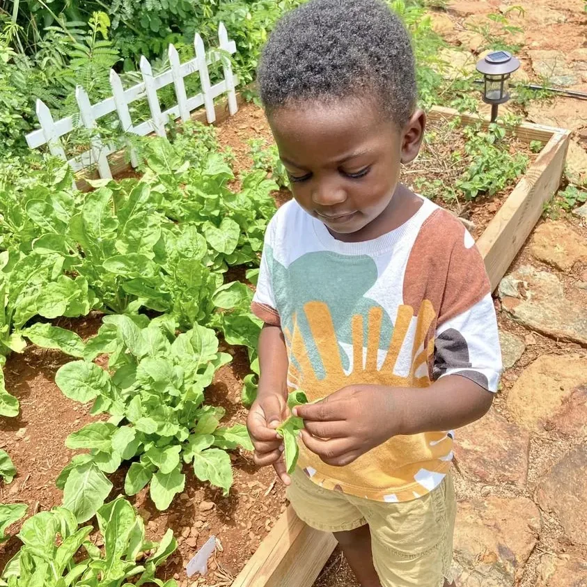 Wenner Hill Gardens Child Harvesting Vegetables