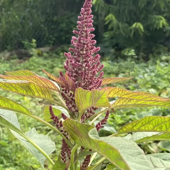 Wenner Hill Gardens Flowering Amaranth