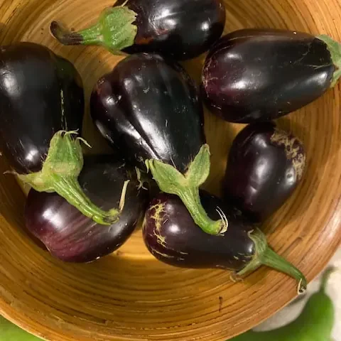 Wenner Hill Gardens Fresh Eggplant Harvest